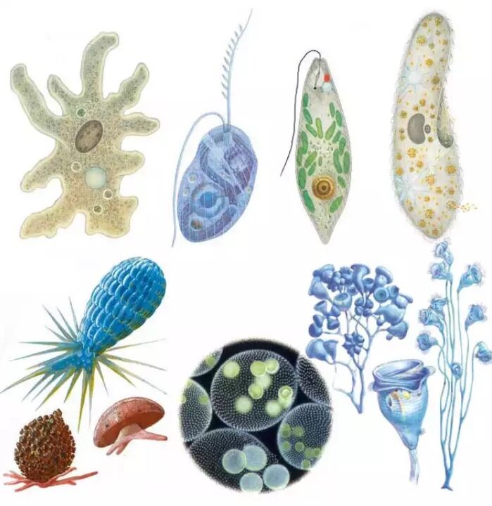Parasieten behoren tot het koninkrijk Protozoa, waarin meer dan vijftienduizend soorten voorkomen. 
